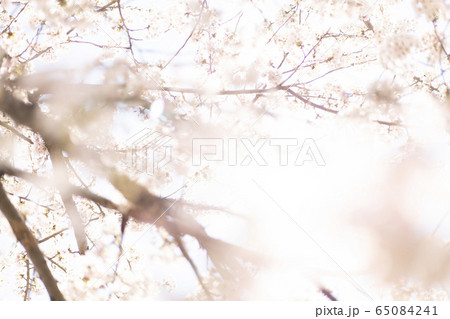 桜2020 桜2020 65084241