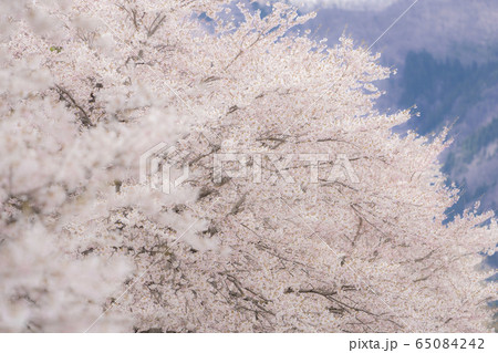 桜2020 桜2020 65084242