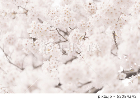 桜2020 桜2020 65084245