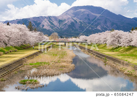 桜2020 桜2020 65084247