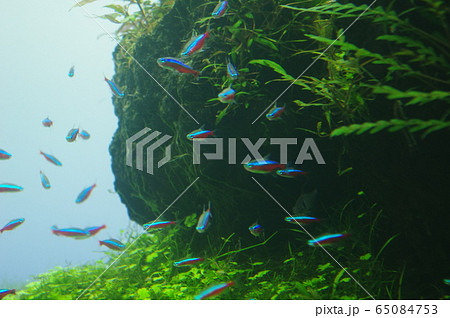 観賞用の熱帯魚として有名なネオンテトラ 観賞用の熱帯魚として有名なネオンテトラ 65084753