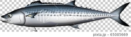 薩瓦拉圖矢量圖 薩瓦拉圖矢量圖 65085669