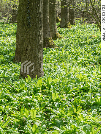 Green springtime forest with wild bears garlic Green springtime forest with wild bears garlic 65085703