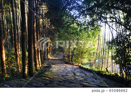 龍門司坂の樹木からの木漏れ日 65086662