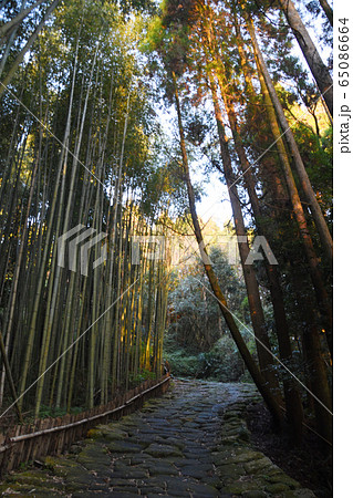 龍門司坂の樹木からの木漏れ日 龍門司坂の樹木からの木漏れ日 65086664