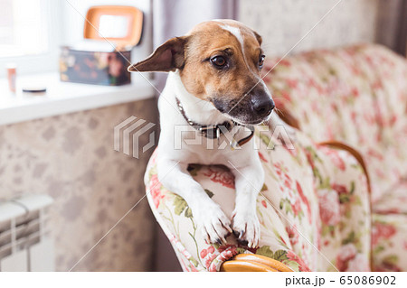 Cute dog jack russell terrier indoors. Pet and animals concept. Cute dog jack russell terrier indoors. Pet and animals concept. 65086902