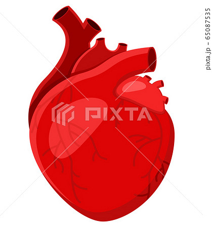 Real Human Heart Close Up On White Backgroundのイラスト素材