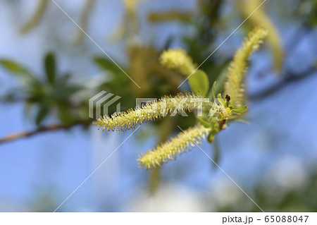 White willow White willow 65088047