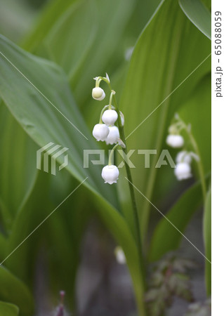 Lily of the valley 65088059