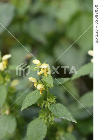 Yellow archangel 65088060