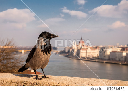 Grey Raven on the background of the Hungarian Parliament, Budapest, Hungary Grey Raven on the background of the Hungarian Parliament, Budapest, Hungary 65088622