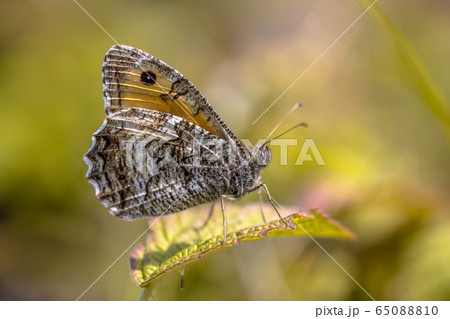 Rock grayling butterfly Rock grayling butterfly 65088810