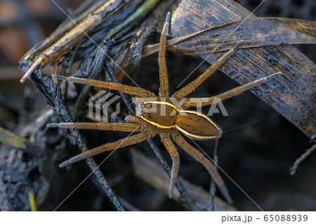 Great Raft Spiderの写真素材 6509