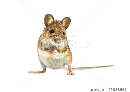 Cute mouse isolated on white background Cute mouse isolated on white background 65088961
