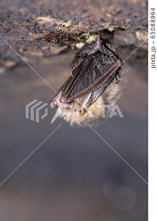 Hibernating Common long-eared bat 65088964