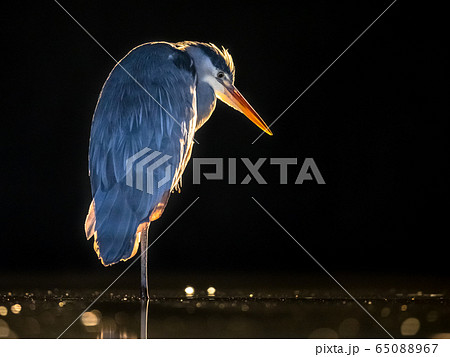 Silhouette of Grey heron hunting at night 65088967