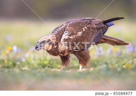 Marsh harrier female sideview Marsh harrier female sideview 65088977