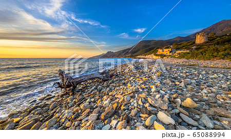 Tree trunk driftwood Tree trunk driftwood 65088994