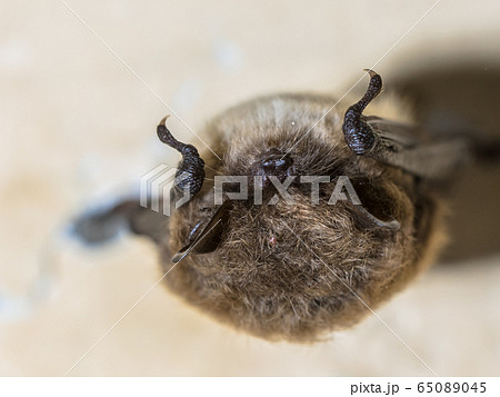 Hibernating whiskered bat Hibernating whiskered bat 65089045