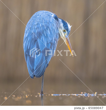 Grey heron waiting 65089047