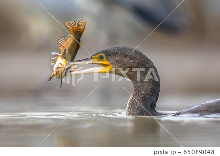 Great cormorant eating Bullhead fish 65089048