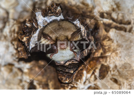 Long-fingered bat roosting Long-fingered bat roosting 65089064