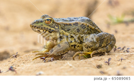 Iberian water frog Iberian water frog 65089065