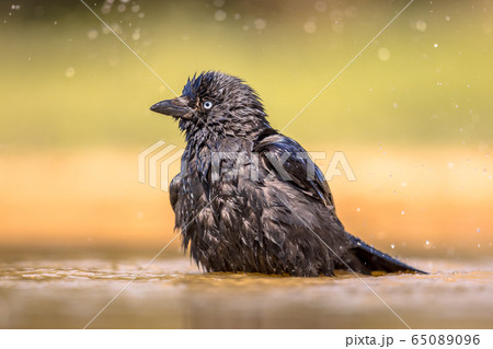 Western jackdaw bathing Western jackdaw bathing 65089096