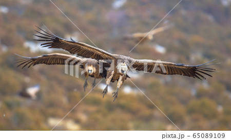Griffon vultures flying in mist Griffon vultures flying in mist 65089109