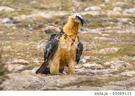 Bearded vulture on ground 65089115