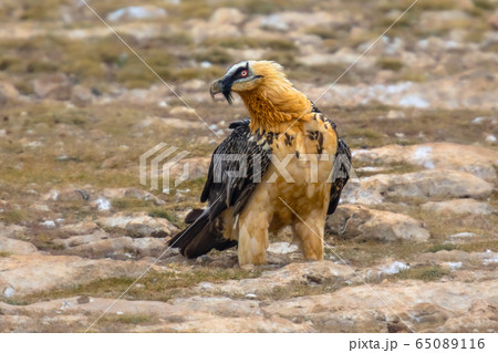 Bearded vulture on ground Bearded vulture on ground 65089116