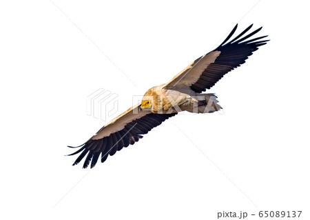 Egyptian vulture on white background 65089137
