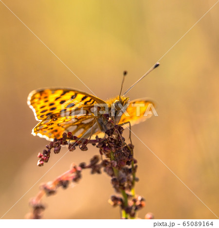 Queen of Spain fritillary Queen of Spain fritillary 65089164