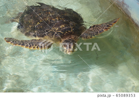 cleaning green turtles with a brush at Ogasawara Marine Center, brushy  brushy 📹 小笠原海洋センター, By 9GAG