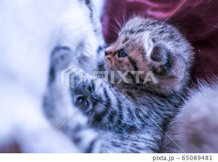 Little kittens scottish drink milk mom cats from the nipple Little kittens scottish drink milk mom cats from the nipple 65089481