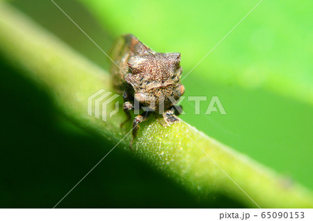 トビイロツノゼミ 65090153