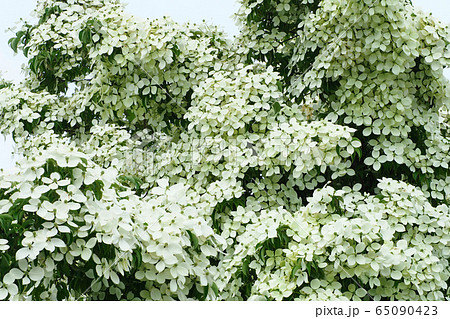 ヤマボウシの花 65090423