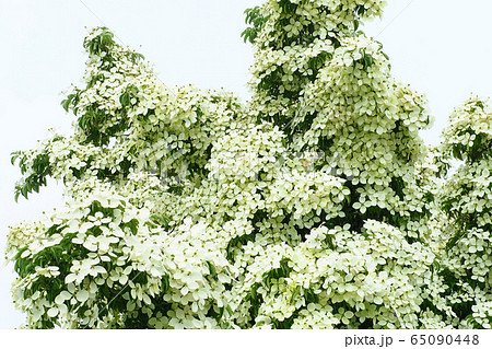 ヤマボウシの花 65090448