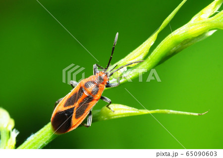 セスジナガカメムシ 65090603