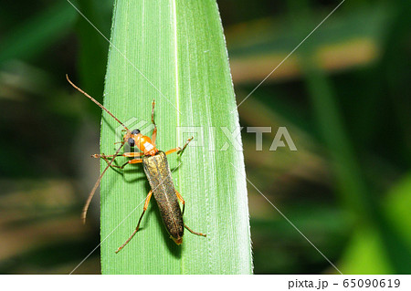 カミキリモドキの一種 65090619