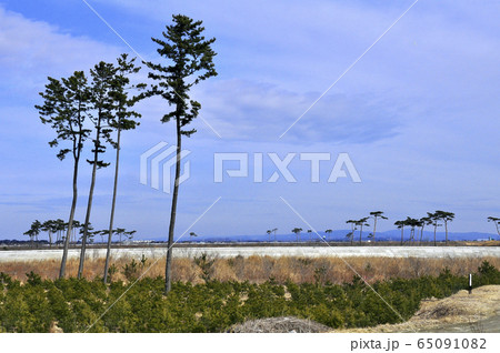 みちのく潮風トレイル 東松島 北上運河沿いの津波を耐えた松と植林された松 みちのく潮風トレイル 東松島 北上運河沿いの津波を耐えた松と植林された松 65091082