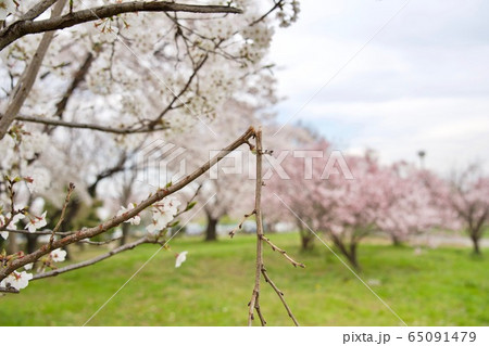 折れた桜の枝 65091479