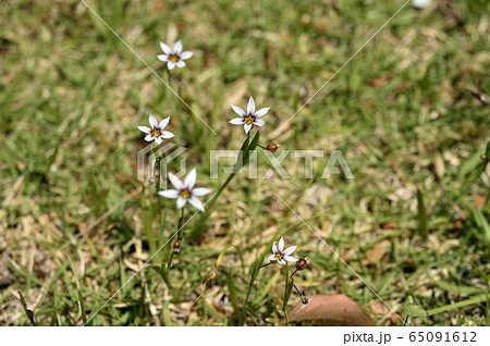 芝生に生えるニワゼキショウの花 芝生に生えるニワゼキショウの花 65091612