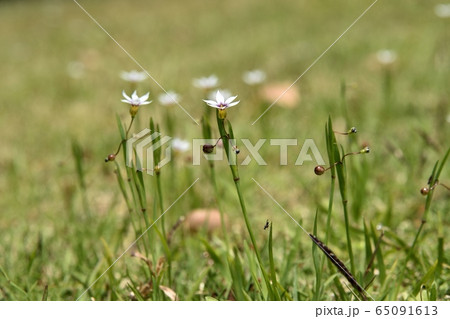 芝生に生えるニワゼキショウの花の写真素材