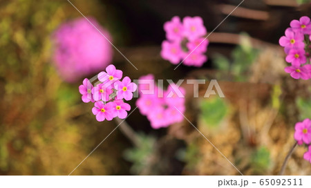 草花 万 春 65092511