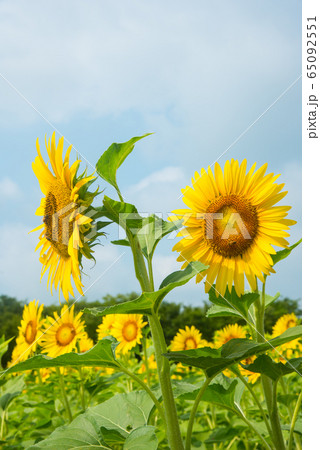 ひまわり 65092551