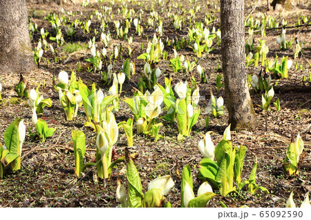 ミズバショウ ミズバショウ 65092590