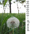 たんぽぽ　綿毛 65093636
