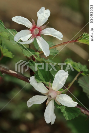 自然 植物 ニガイチゴ、花は次々と咲き古い花の中心は次第に赤くなってゆくようです 自然 植物 ニガイチゴ、花は次々と咲き古い花の中心は次第に赤くなってゆくようです 65093653