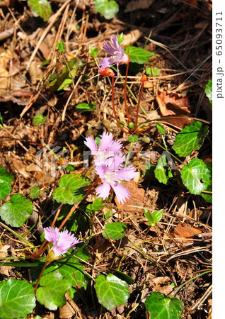 スプリング・エフェメラル 早春の花・イワウチワ スプリング・エフェメラル 早春の花・イワウチワ 65093711